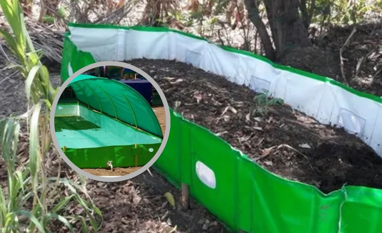 Golden harvest field