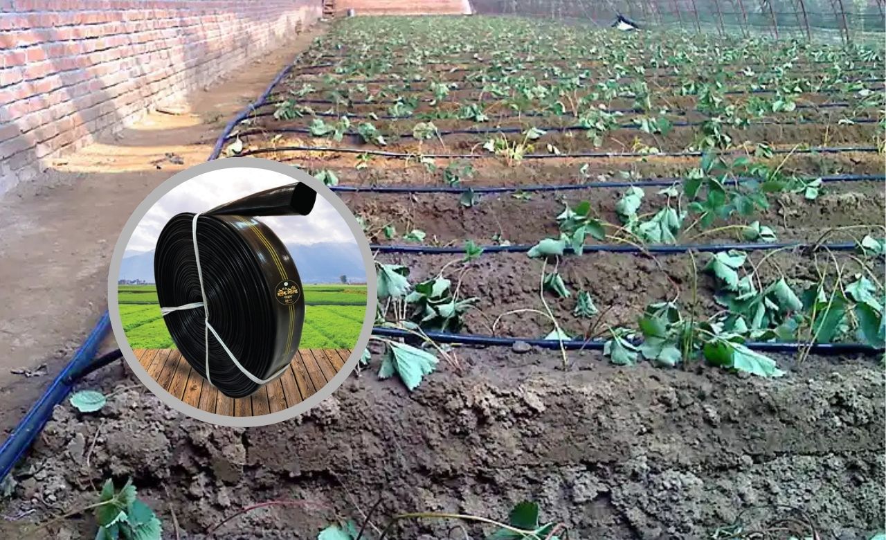 Golden harvest field